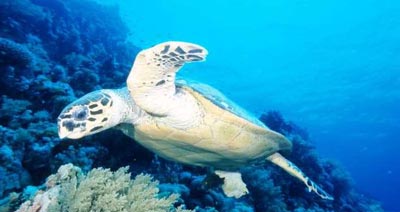 Şahin Gagalı Deniz Kaplumbağası